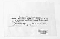 Puccinia epilobii image